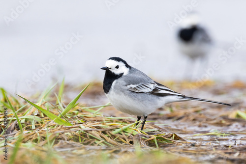 Closeup of a common songbird White wagtail on an early spring day in a wetland and another one in the background in Estonia, Northern Europe	