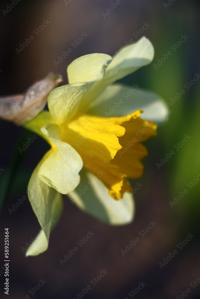 Obraz premium Solar spring evening. A narcissus flower with a large yellow crown and light yellowish petals. On petals and a crown play of light and shadow.