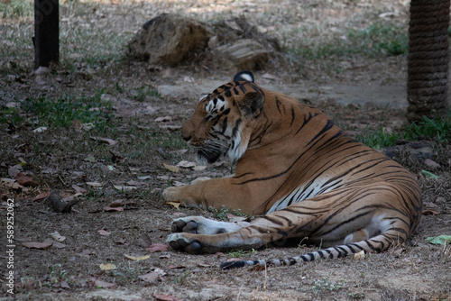 Tiger at Bannerghatta national park Bangalore standing in the zoo. forest Wildlife sanctuaries in Karnataka India