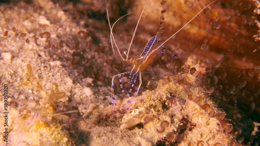 Shrimp in coral reef of the Caribbean Sea Shrimp in coral reef of the Caribbean Sea