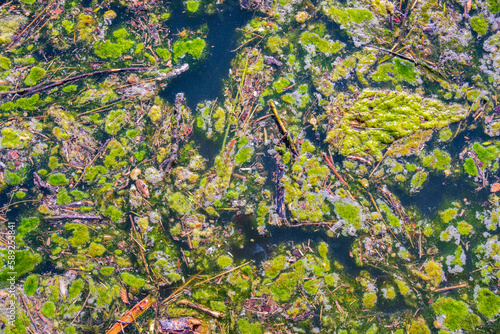 Fototapeta Naklejka Na Ścianę i Meble -  water pollution with growth of green algae