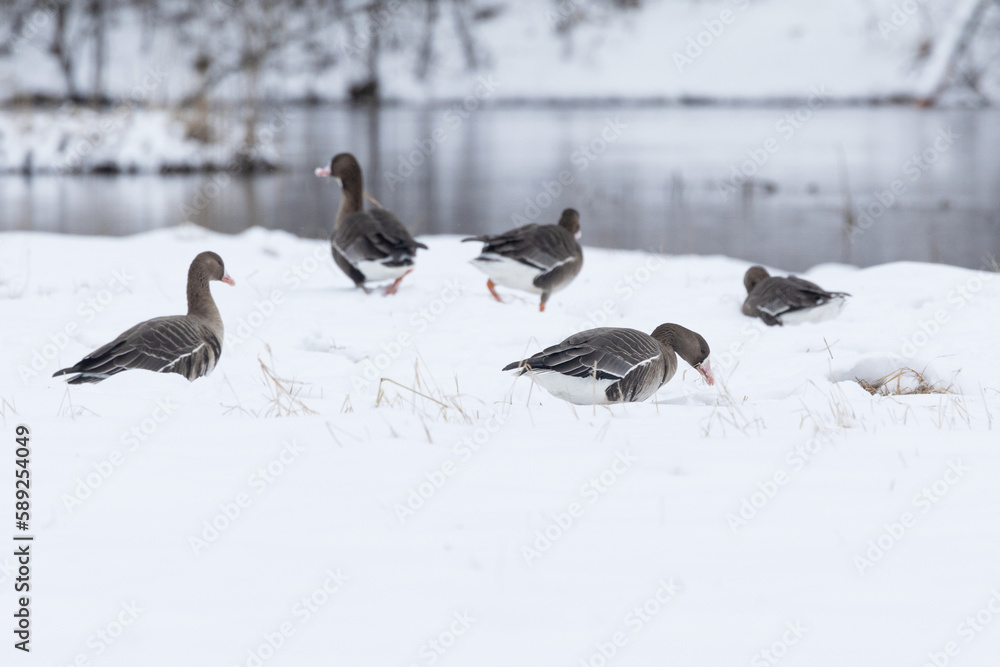 Fototapeta premium Group of Greater white-fronted geese looking for food on a snowy pasture in Estonia, Northern Europe 
