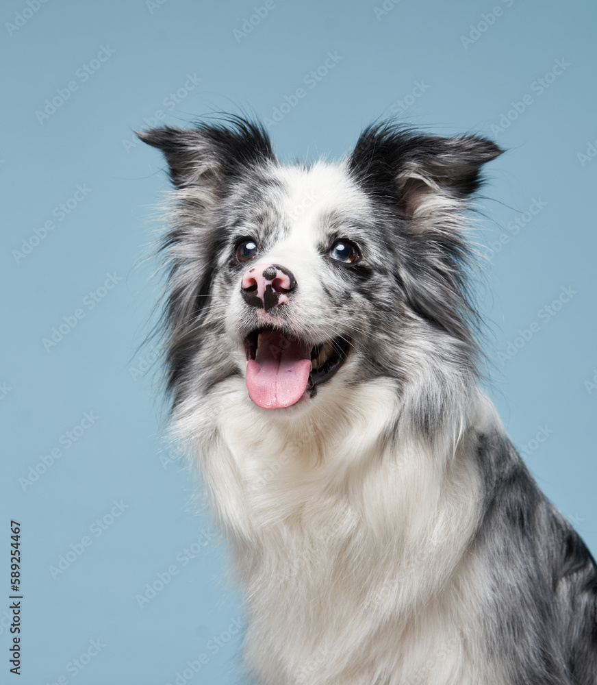 Happy dog open mouth on a blue background. Funny looking border collie. Pet in studio 