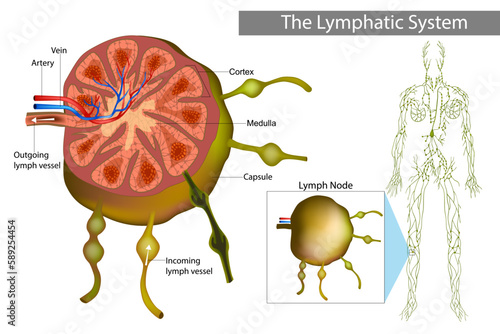 Lymph node, or lymph gland is a organ of the lymphatic system and the adaptive immune system. photo