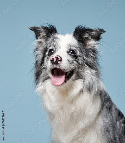 Happy dog open mouth on a blue background. Funny looking border collie. Pet in studio  © annaav