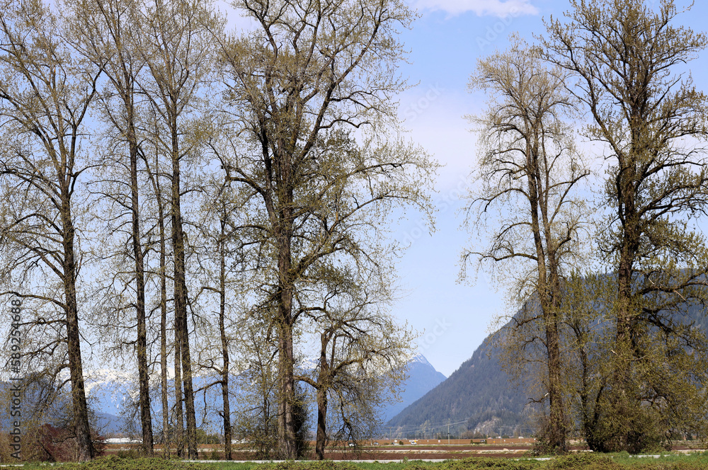 Autumn scenery with trees and mountains in the background Autumn scenery with trees and mountains in the background