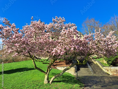 Magnolia liliiflora blooms in April in the garden. Magnolia liliiflora, woody-orchid, Mulan-, purple-, red-, lily-, tulip- and Jane magnolia, is a small tree. Berlin, Germany