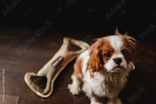 Portrait of a pet baby King Charles Cavalier sitting on a couch in a sunlight kissed home © landscapeaway