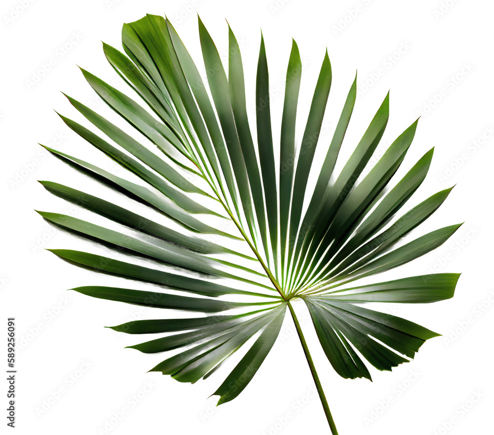 palm fan leaf on transparent background, palm leaf, white color background, high key Stock Photo