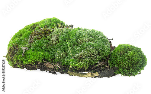 Closeup of green forest moss isolated on a white background. Green moss with grass.