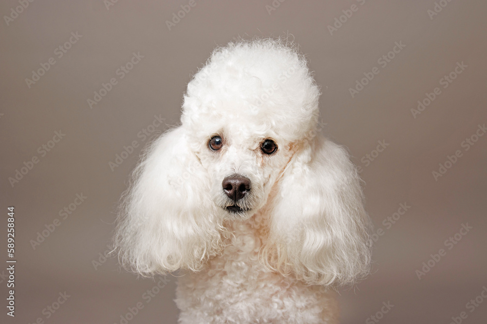 Portrait of a white poodle. Isolated on gray background Portrait of a white poodle. Isolated on gray background