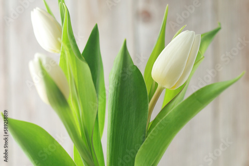 White tulips on the white background 