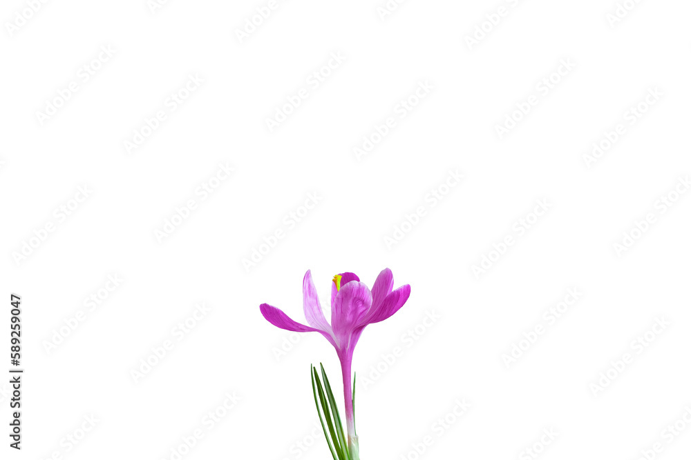 Spring flower of lilac crocus close-up. Isolate on white. PNG Spring flower of lilac crocus close-up. Isolate on white. PNG