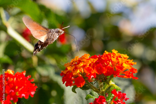 Esfinge colibrí en vuelo (Macroglossum stellatarum) photo