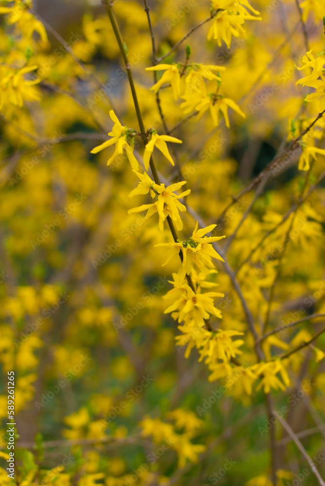 Obraz premium SPRING