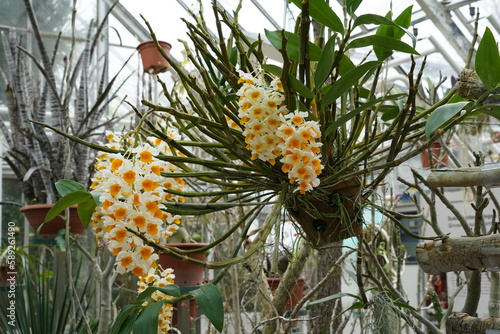 Flowering orchid in Latin called Dendrobium Farmeri-Thyrsiflorum growing in a greenhouse of botanic garden. On the defocused background there are various types of cacti, succulent and exotic plants. photo