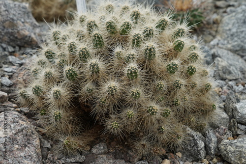 Cylindrical shaped cactus, in Latin called Echinocereus parkeri gonzalezii, growing in a cluster. On the ribs there are areoles with spines. It is native in Mexico and South of the USA.  photo