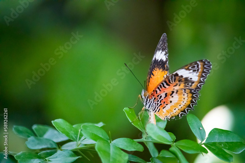 Closeup shot of beautiful butterfly on a branch
