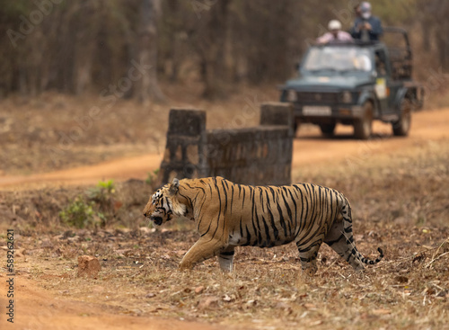 Fototapeta Naklejka Na Ścianę i Meble -  Tourists watching a tiger crossing the mudtrack in the forest of Tadoba Andhari Tiger Reserve, India