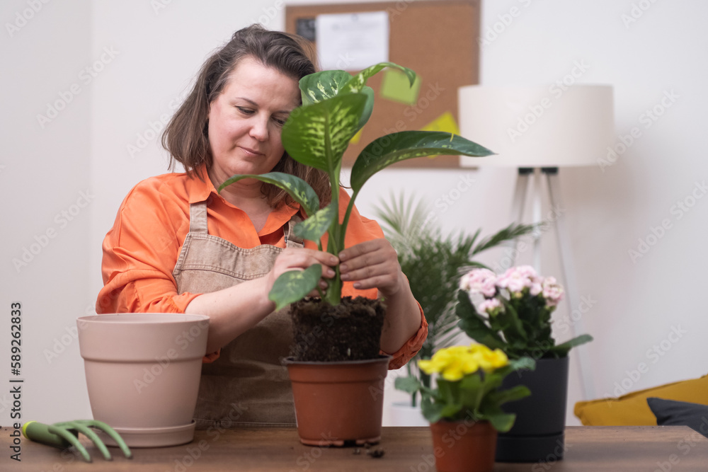 Woman nurturing indoor plants after transferring them to a fresh pot, dieffenbachia ground fertilization, enriching the soil Woman nurturing indoor plants after transferring them to a fresh pot, dieffenbachia ground fertilization, enriching the soil