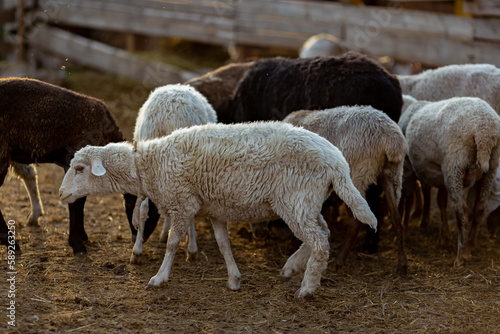 sheep on a village farm