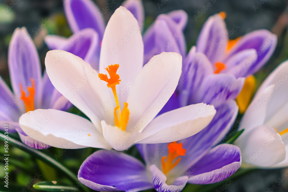 Fototapeta premium Crocus flowers in spring, purple, white