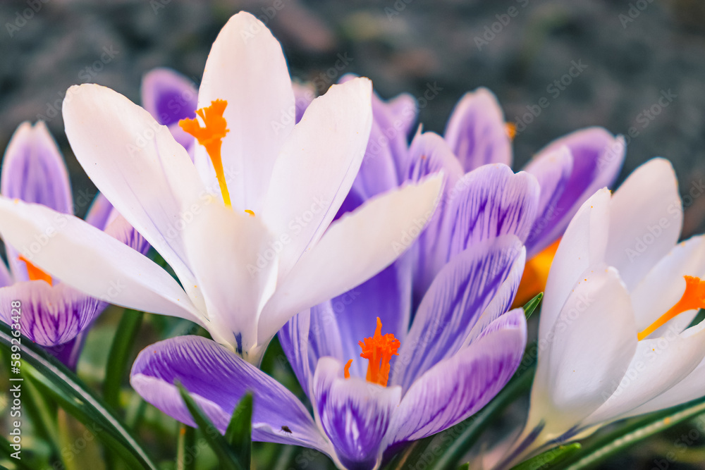 Crocus flowers in spring, purple, white
