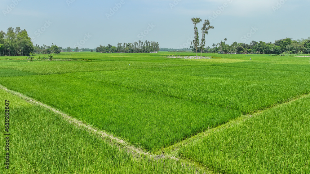 green rice field Landscape photo. a large green field with trees and blue sky landscape photo