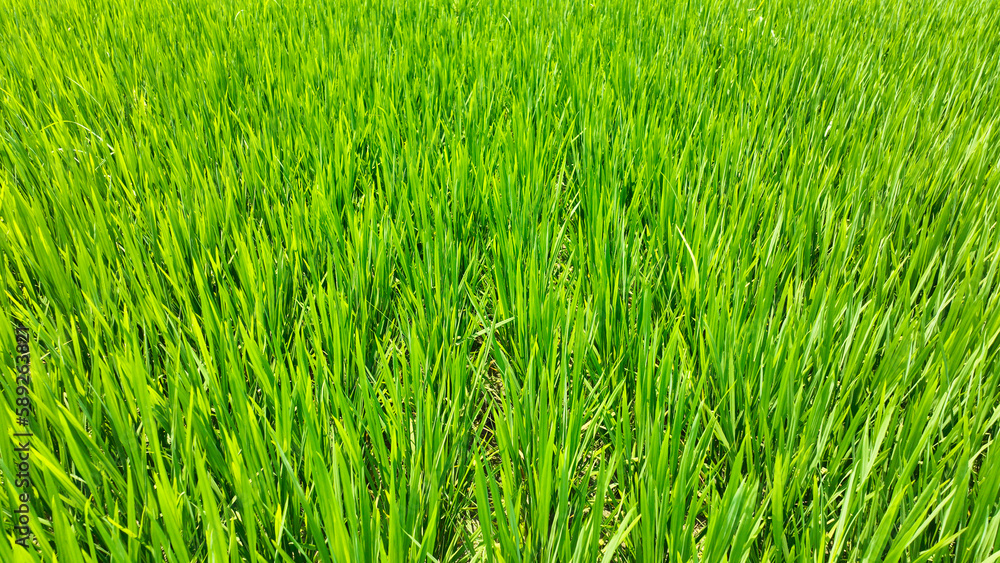 green rice field closeup photo. a field of grass with sunlight, Bangladesh