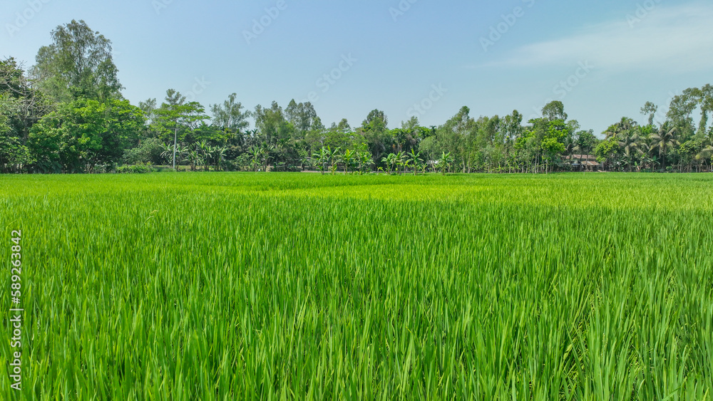 rice field and sky in the village landscape photo. a field of grass with trees in the background. Bogura, Bangladesh rice field and sky in the village landscape photo. a field of grass with trees in the background. Bogura, Bangladesh