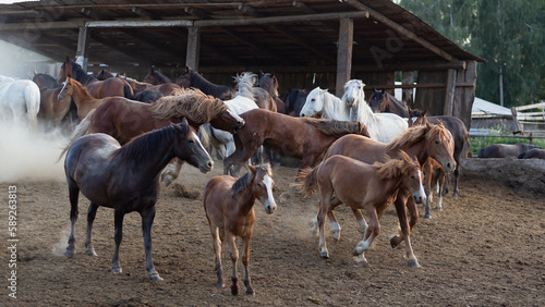 Herd of amazing horses on the farm
