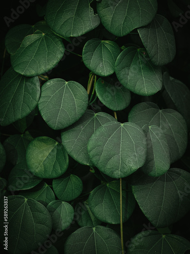 Moody green Leaves of a wild Vine Plant.