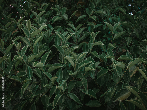 Moody green image of Folded leaves. photo