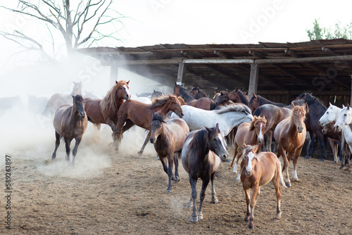 Herd of amazing horses on the farm