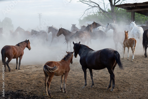 Herd of amazing horses on the farm