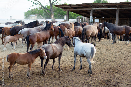 Herd of amazing horses on the farm