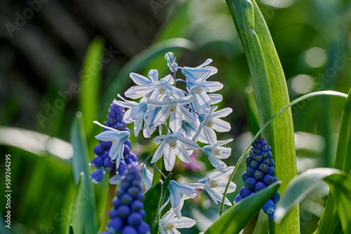 backlight on the puschkinia libanotica and muscari photo