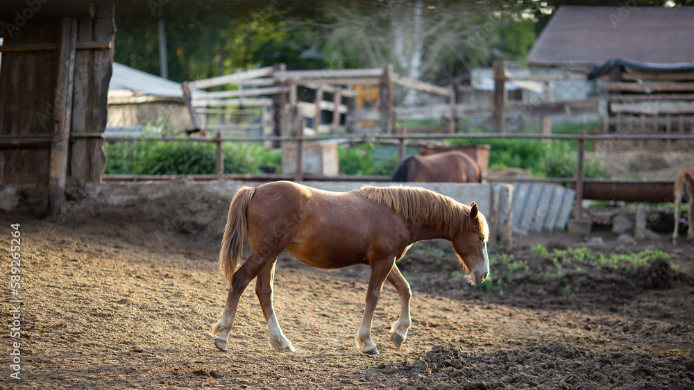 Obraz premium Beautiful brown horse on a farm on a summer evening