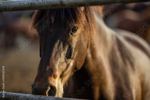Beautiful portrait of a brown horse in paddock