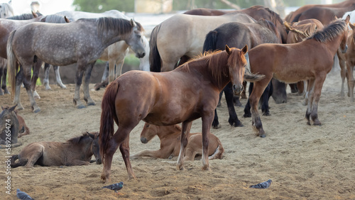 Herd of amazing horses on the farm