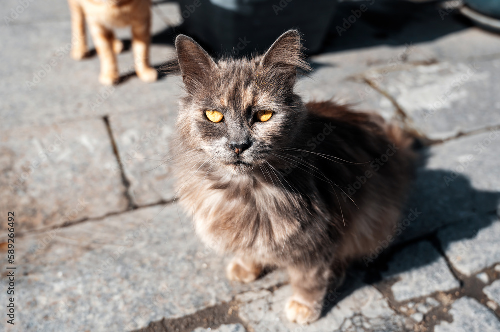 A street cat in Istanbul, Turkey
