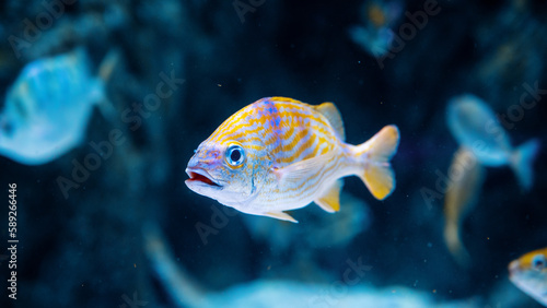 A tropical fish in an aquarium