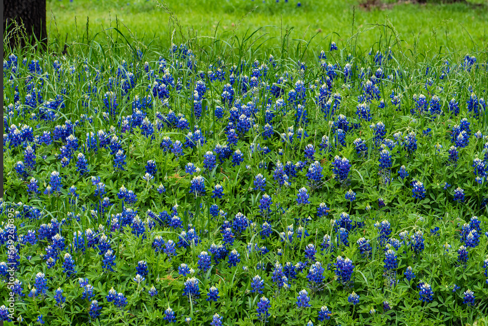 Obraz premium Bluebonnets Bloom in Texas