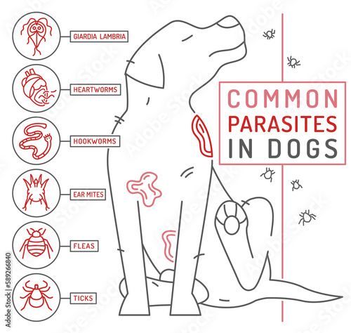 Common external and internal parasites in dogs.