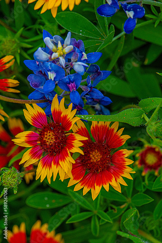 Beautiful Texas Wildflowers