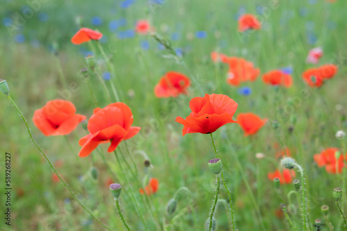 Blurred image of a meadow with blooming poppies and cornflowers.