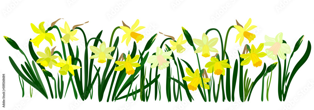 Isolated Easter blossom banner with daffodils.
Yellow blossom banner with daffodils and grass. Holiday decor elements on white for design card, banner, leaflet, poster etc. 