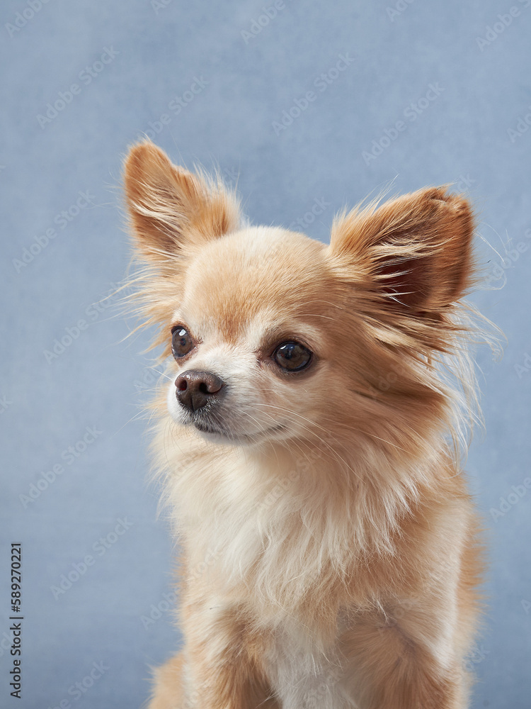 chihuahua on a blue background. Portrait of a beautiful little dog in the studio. Funny pet chihuahua on a blue background. Portrait of a beautiful little dog in the studio. Funny pet
