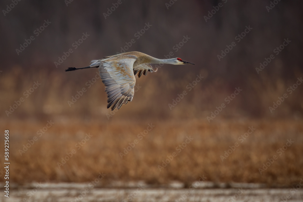 flight of a Sandhill Crane over a wetland