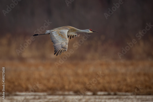 flight of a Sandhill Crane over a wetland